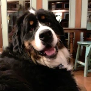 Meet your Posher, Molly